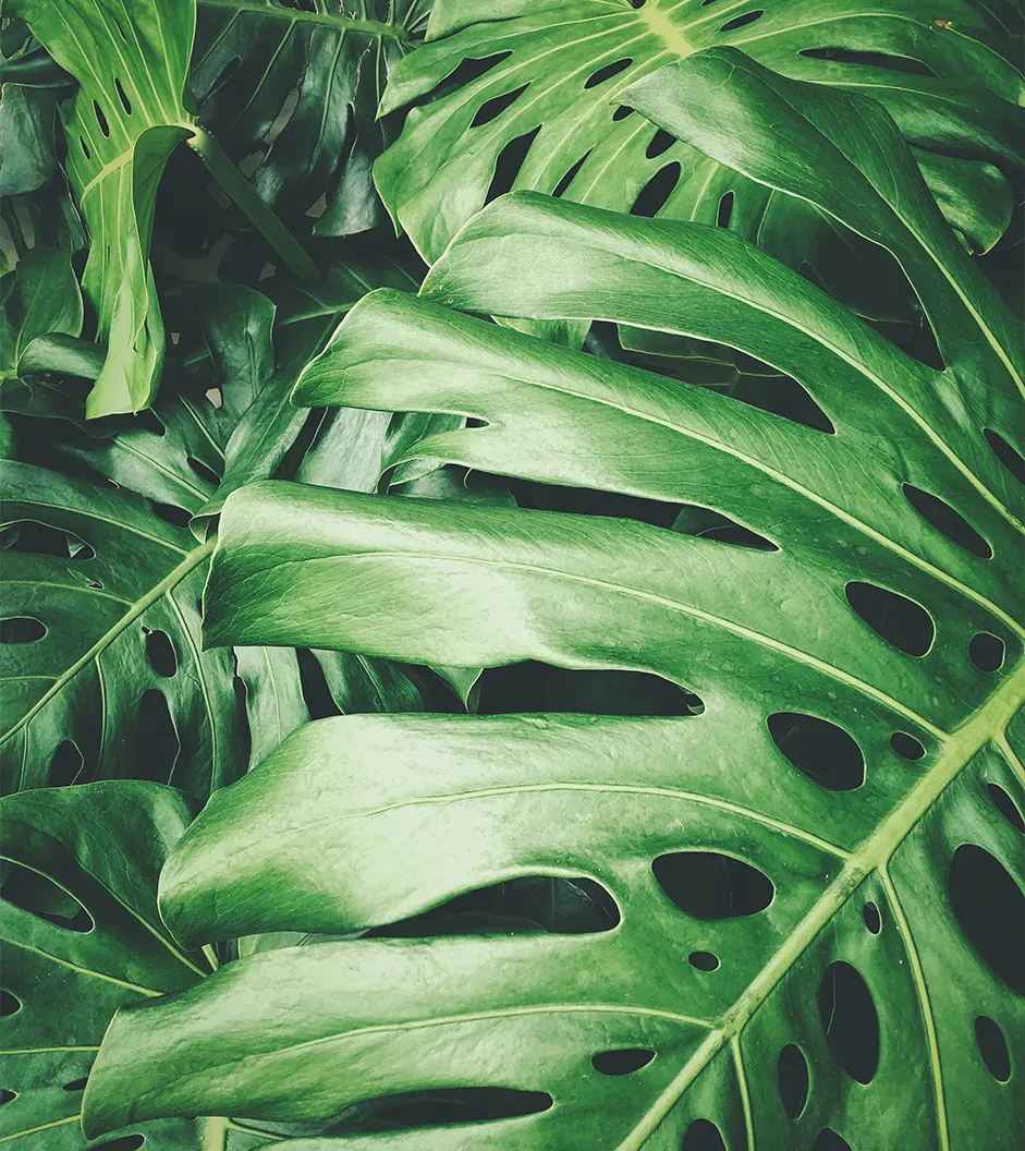 Beauty from inside - Helen van der Heusen - Foto eines Monstera Blattes